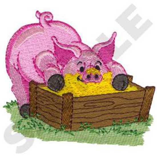 Schwein  das von der Abflussrinne isst