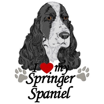 Springer Spaniel