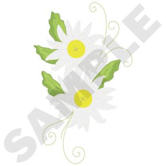 Gänseblümchen