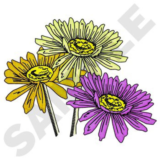 Gänseblümchen