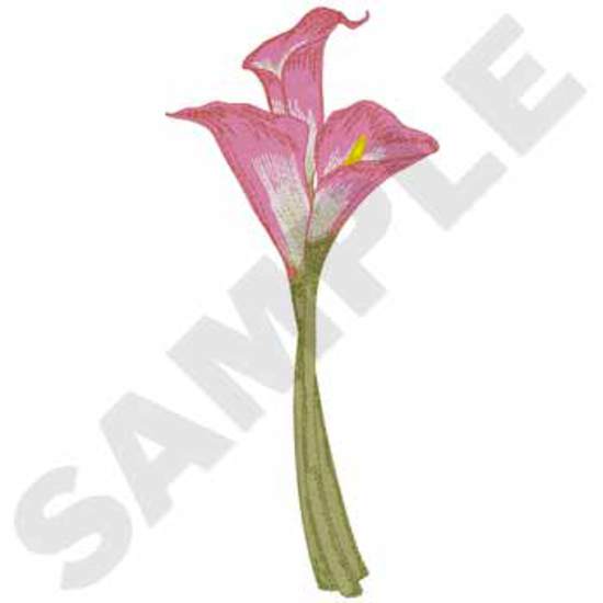 Calla-Lilien