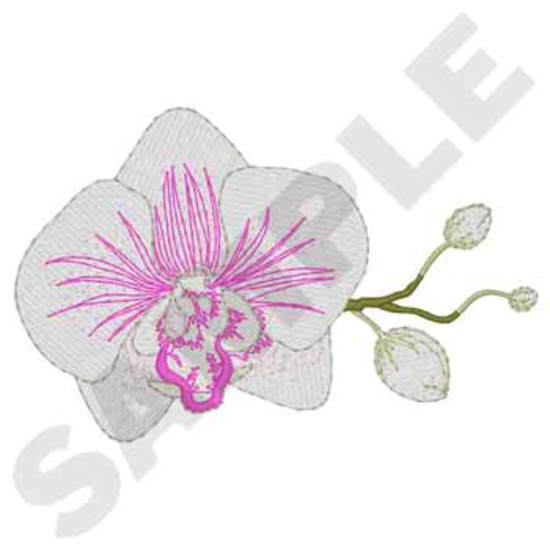 Phalaenopsis Orchidee
