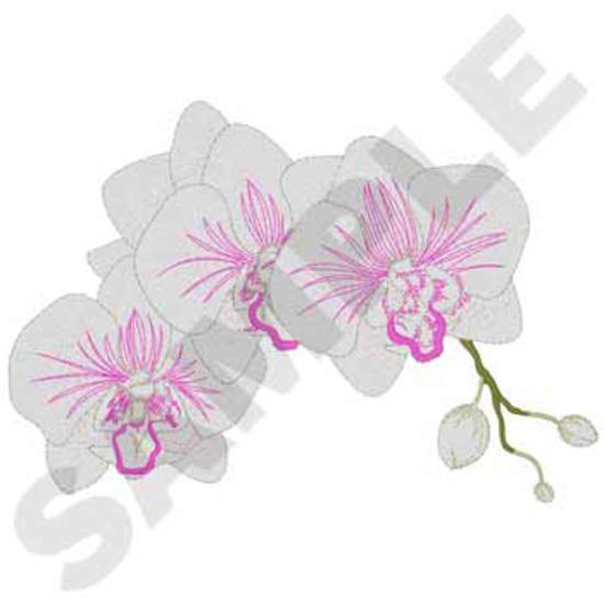Phalaenopsis Orchidee