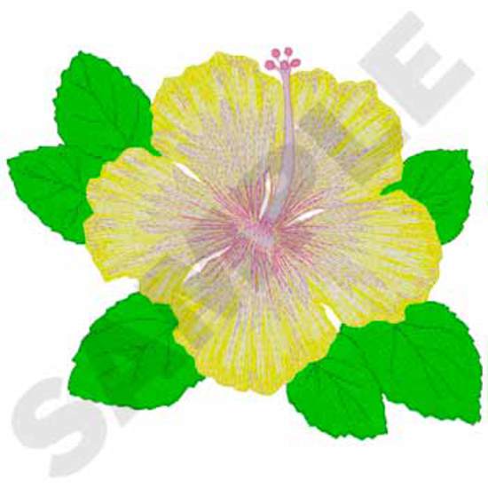 Hibiskus