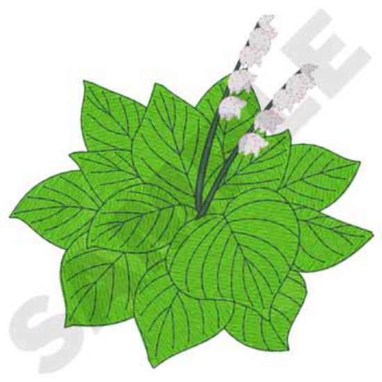 Hosta