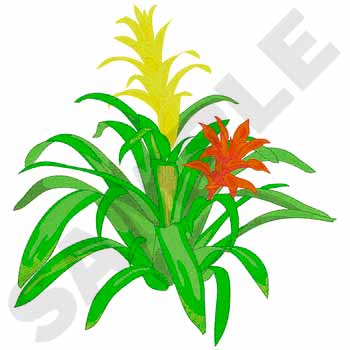 Bromelie