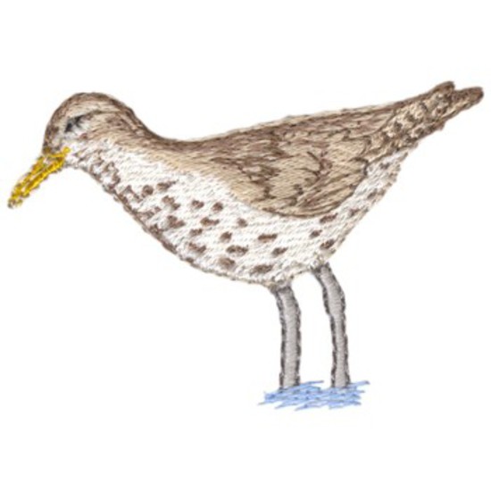 Beschmutzter Sandpiper