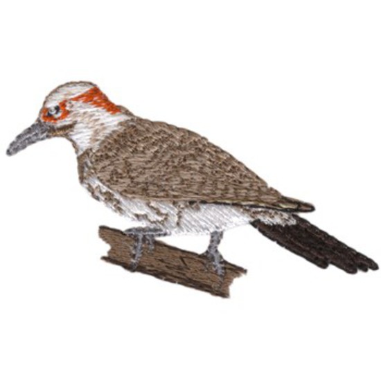 Northern Flicker Woodpecker