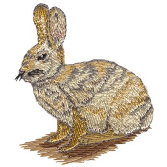 Wüste Cottontail