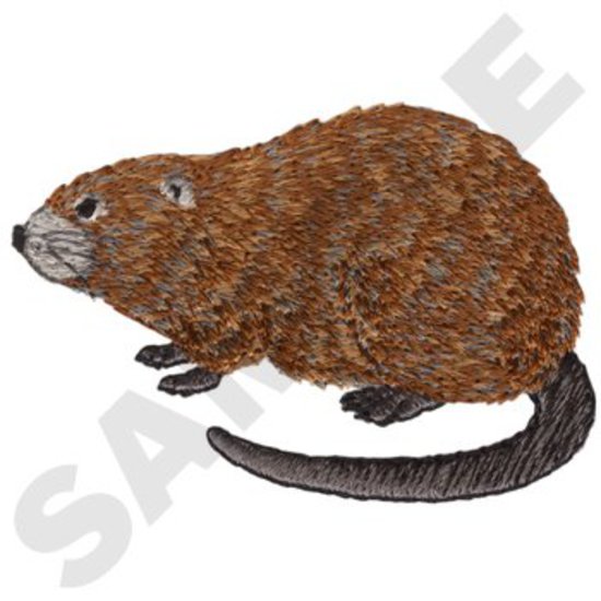 Bisamratte