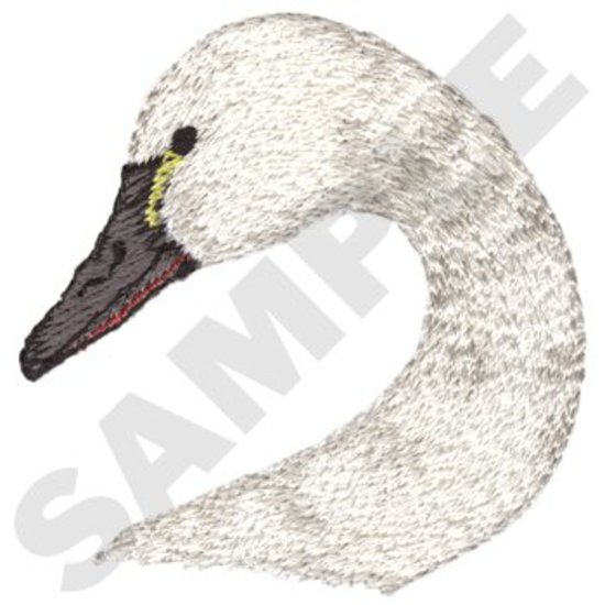 Tundra Schwan