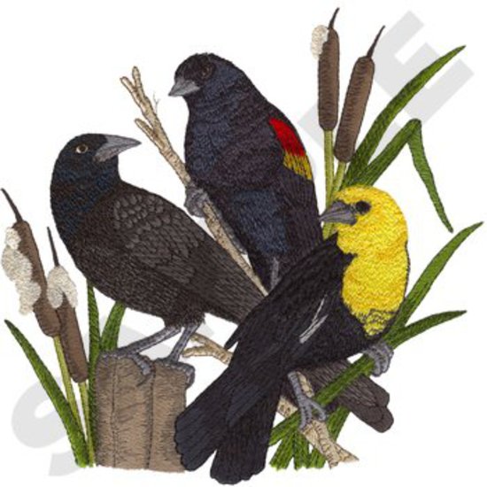 Amsel-Collage