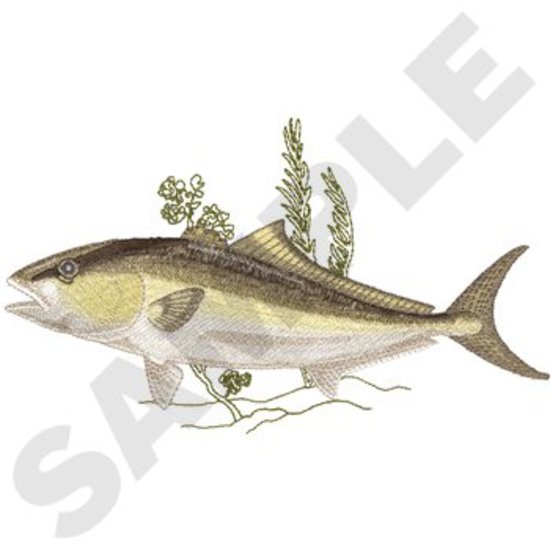 Großer Amberjack
