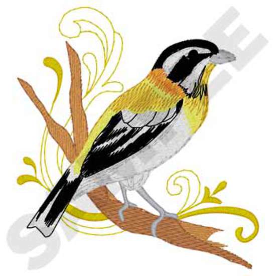 Westlicher Spindalis