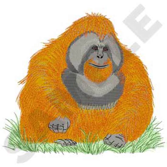 Männlicher Orang-Utan