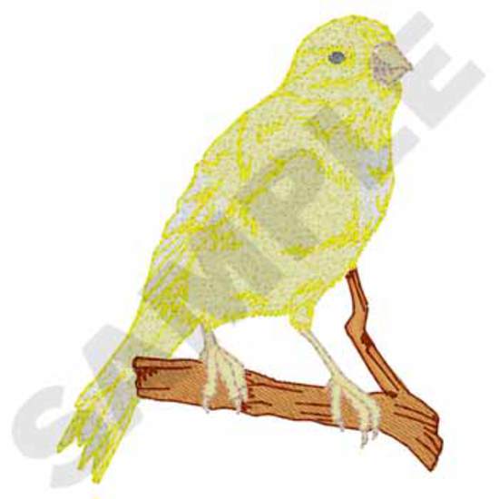 Kanarienvogel