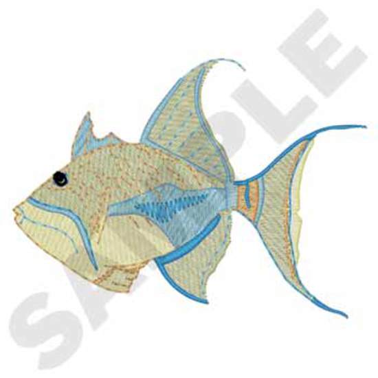 Königin-Drückerfisch