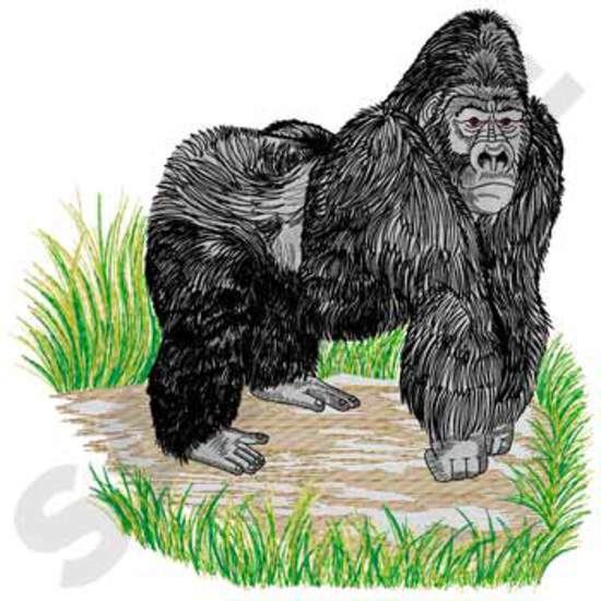 Silberrücken-Gorilla