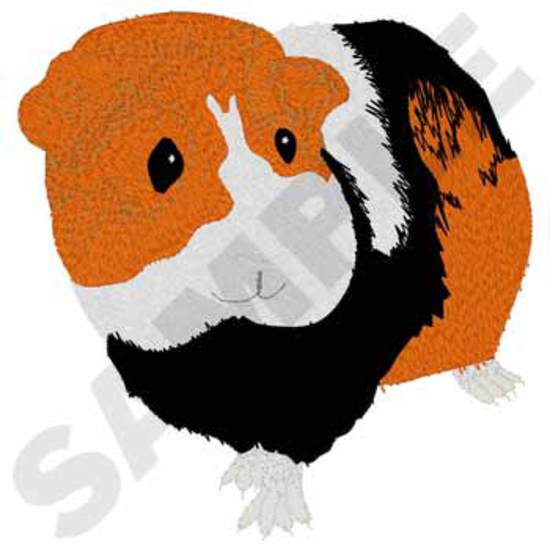 Meerschweinchen