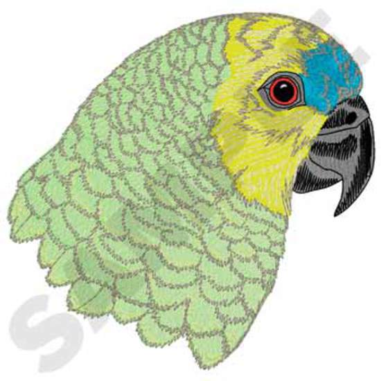 Blauer konfrontierter Amazonas-Papagei