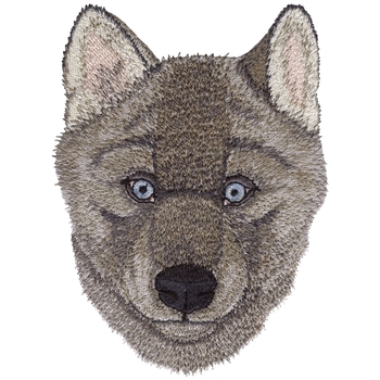 Baby Wolf