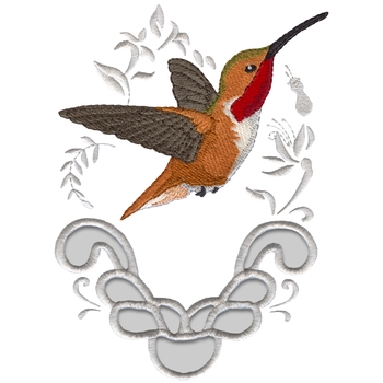 Allens Kolibri
