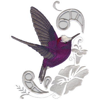 Schneekappe Kolibri