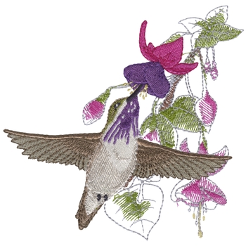 Calliope Kolibri