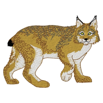 Kanadischer Luchs