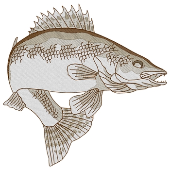 Zander