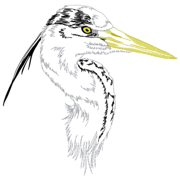 Gray Heron Kopf
