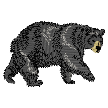 Schwarzbär