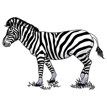 Zebra