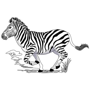 Laufender Zebra