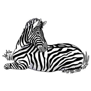 Zebra liegend