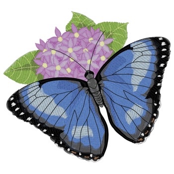 Blauer Morpho