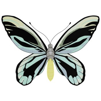 Königin Alexandra Birdwing